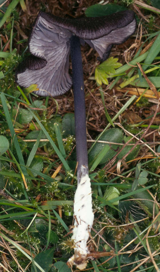 Image of Entoloma serrulatum (Fr.) Hesler 1967