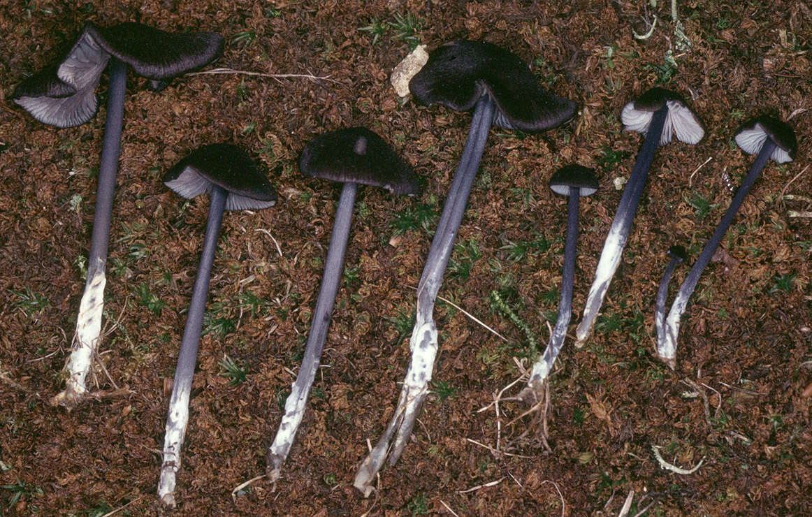 Image of Entoloma serrulatum (Fr.) Hesler 1967