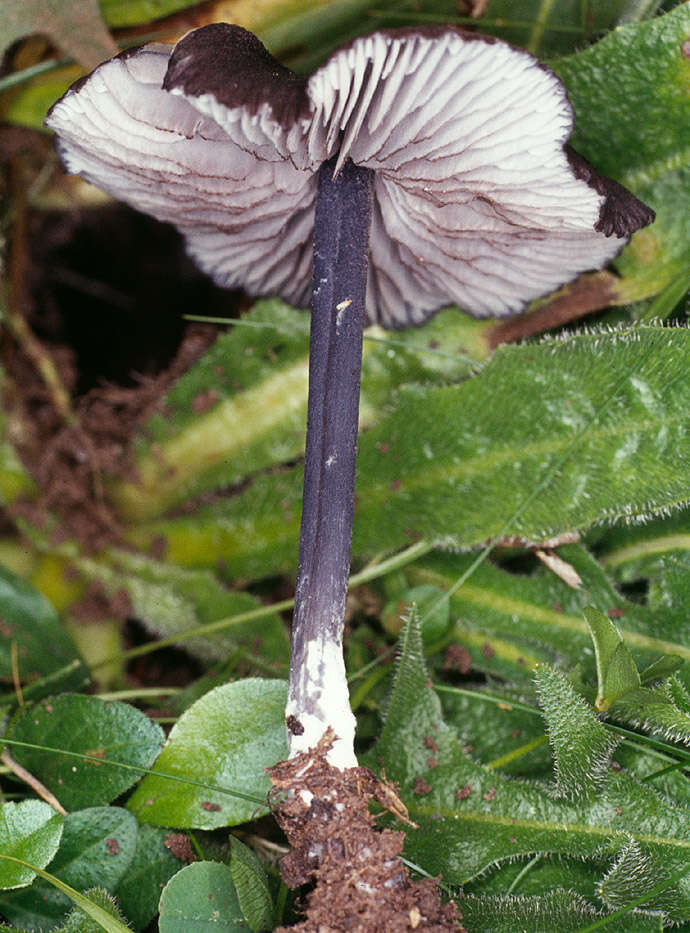 Image of Entoloma serrulatum (Fr.) Hesler 1967