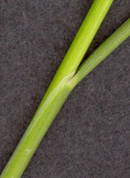 Image of seaside alkaligrass