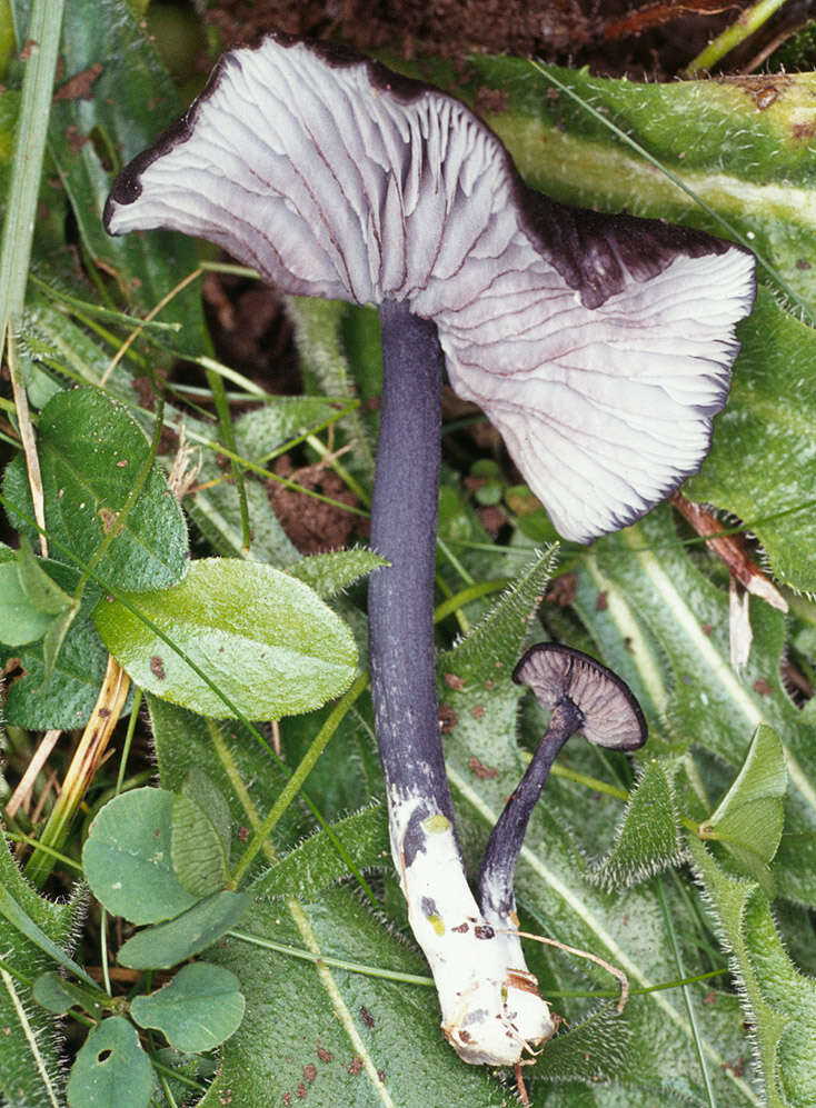 Image of Entoloma serrulatum (Fr.) Hesler 1967