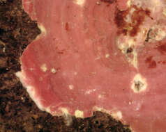 Image of Phymatolithon lenormandii
