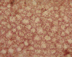 Image of Plocamium cartilagineum