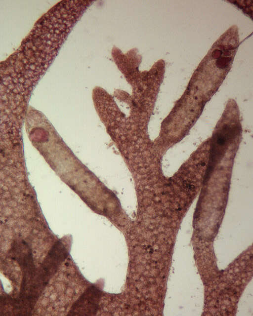 Image of Plocamium cartilagineum