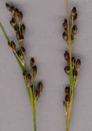 Image of black needle rush