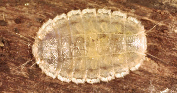 Image of Lonchoptera bifurcata (Fallen 1810)