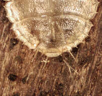 Image of Lonchoptera bifurcata (Fallen 1810)