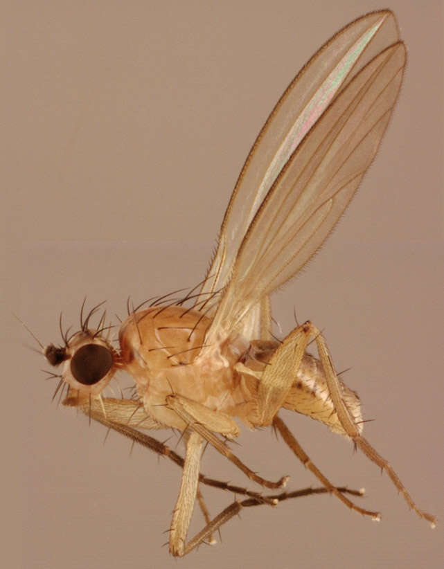 Image of Lonchoptera bifurcata (Fallen 1810)