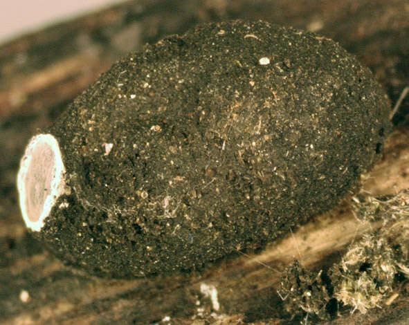 Image of fungus gnats