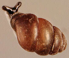 Image of Desmoulin's Whorl Snail