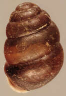 Image of Desmoulin's Whorl Snail