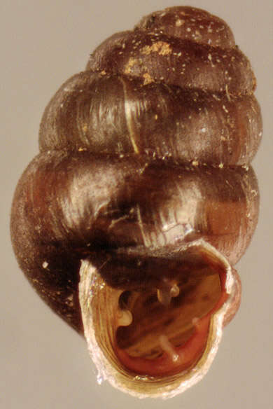 Image of Desmoulin's Whorl Snail