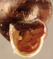 Image of Desmoulin's Whorl Snail