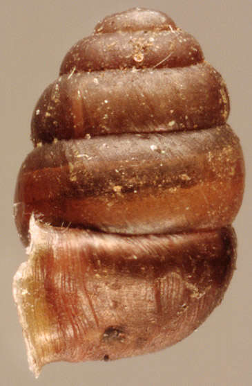 Image of Desmoulin's Whorl Snail
