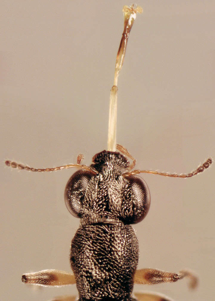 Image of Stenus (Hypostenus) cicindeloides (Schaller 1783)