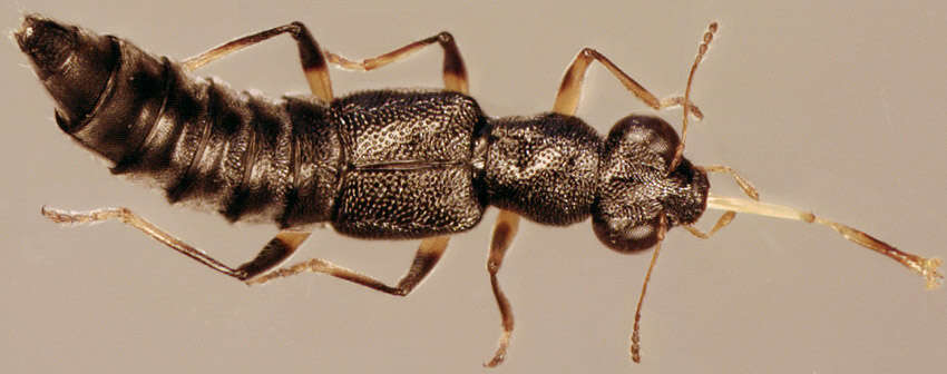 Image of Stenus (Hypostenus) cicindeloides (Schaller 1783)