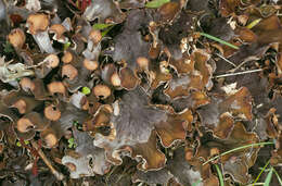 Image of Field dog-lichen;   Felt lichen