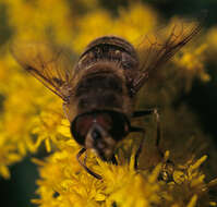 Image of drone fly