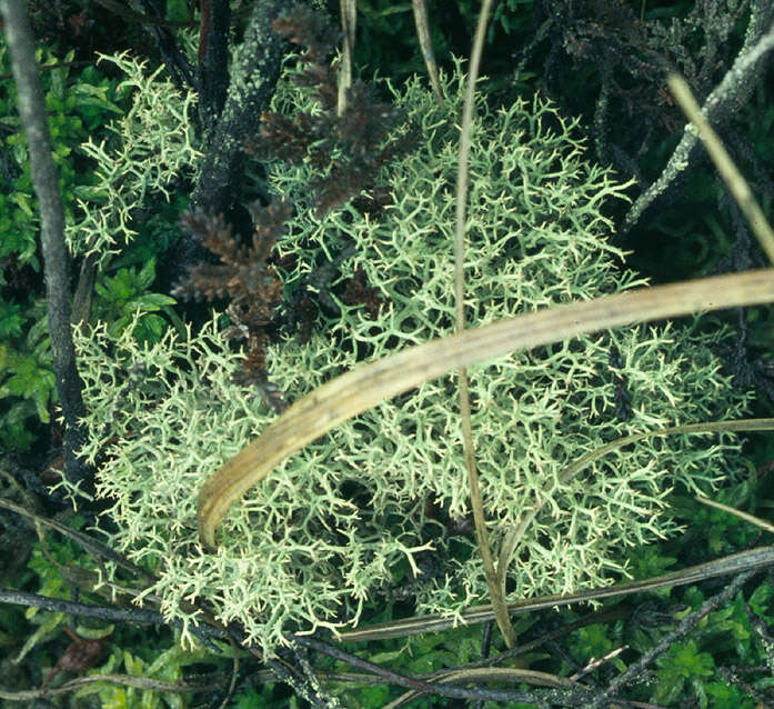 Image of Reindeer lichen