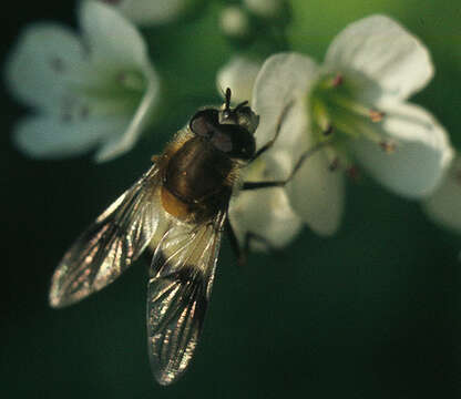 Image of Leucozona lucorum (Linnaeus 1758)