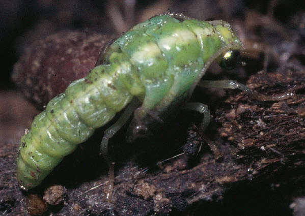 Image of Cunctochrysa albolineata (Killington 1935)