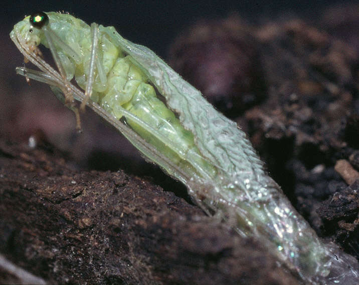 Image of Cunctochrysa albolineata (Killington 1935)