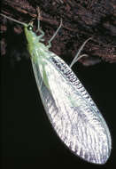 Image of Cunctochrysa albolineata (Killington 1935)