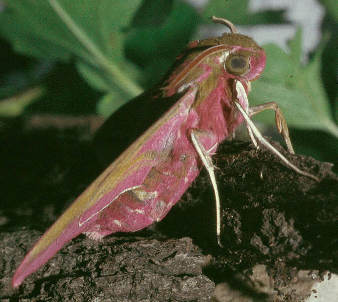 Image of elephant hawk-moth