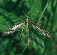 Image of hairy-eyed craneflies