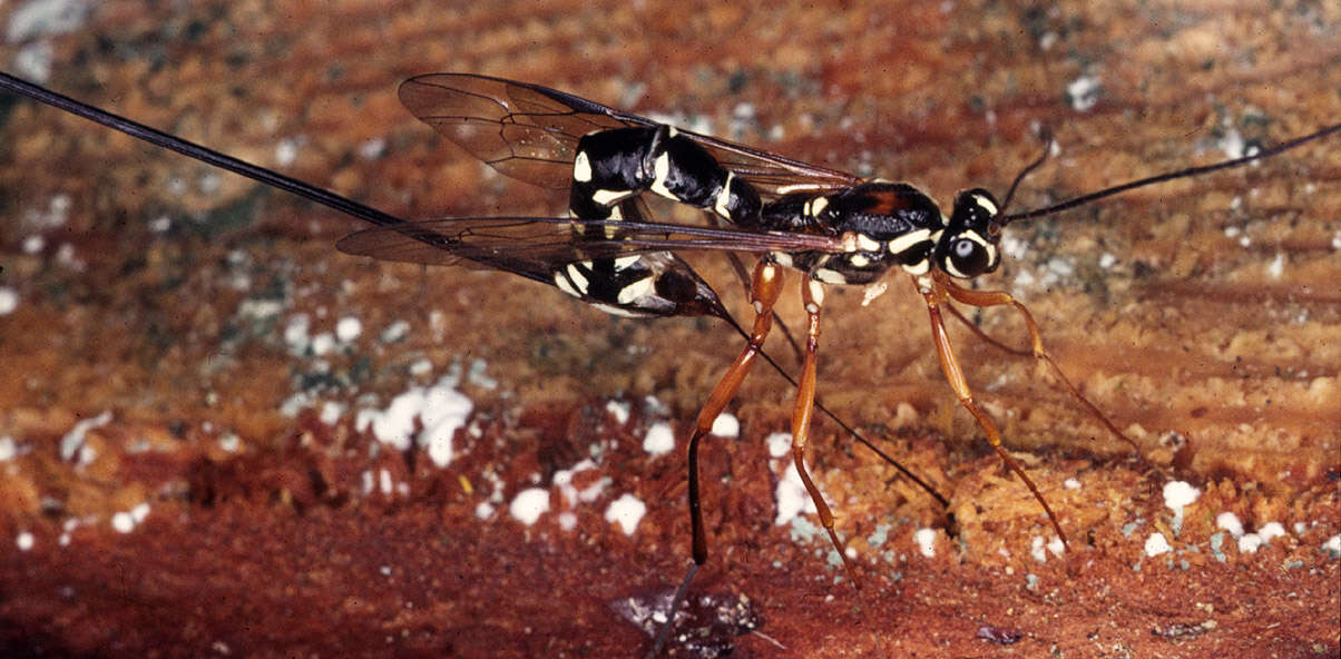 Image of Sabre wasp