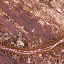 Image of Strigamia crassipes (C. L. Koch 1835)