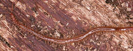 Image of centipedes
