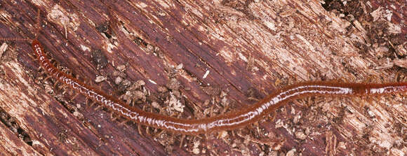 Image of Strigamia crassipes (C. L. Koch 1835)