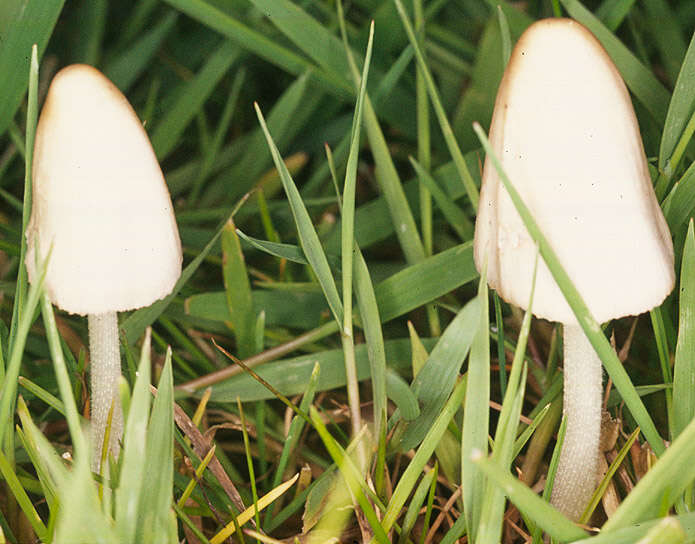 Image of White Dunce Cap