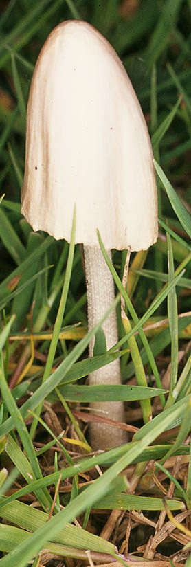 Image of White Dunce Cap