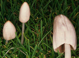 Image of White Dunce Cap