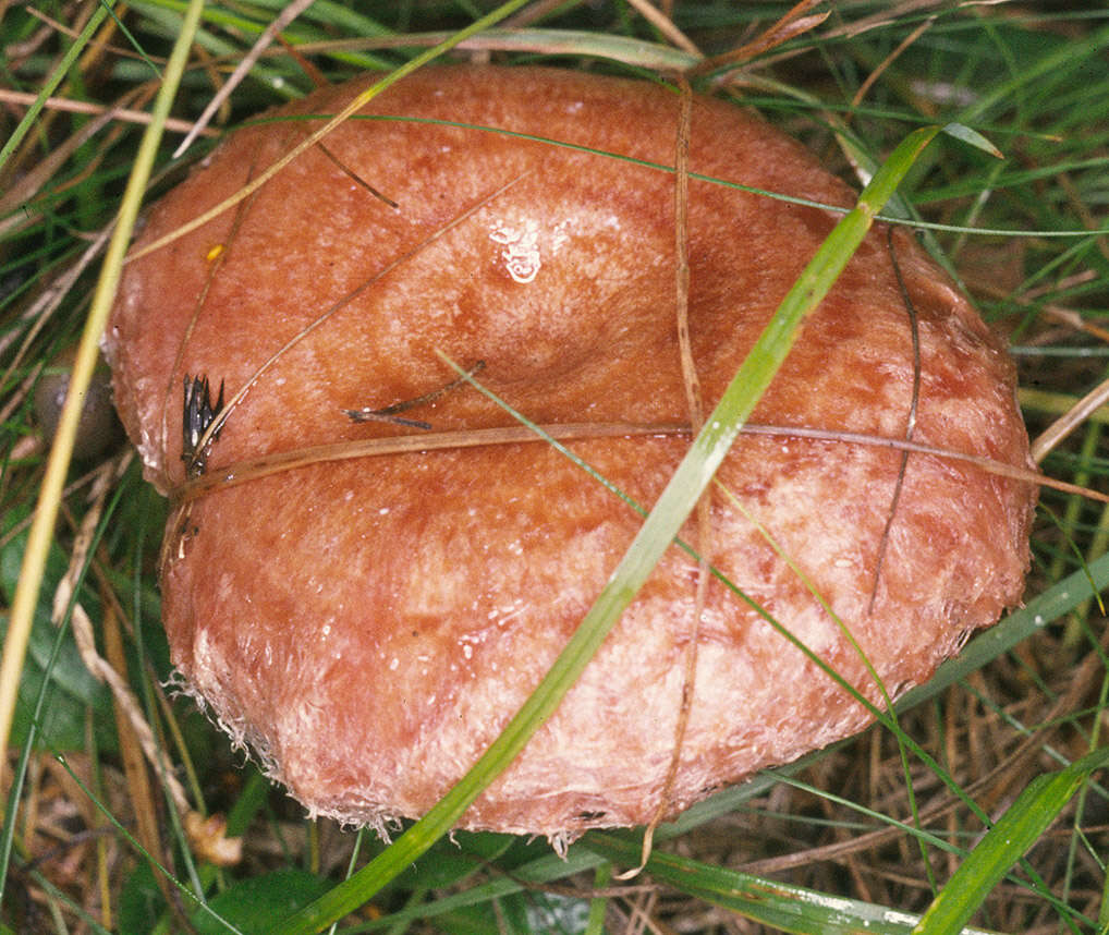 Image of Woolly Milkcap