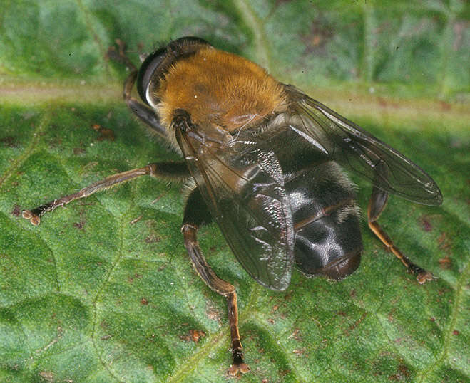 Image of Mallota cimbiciformis (Fallen 1817)