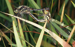 Image of black darter