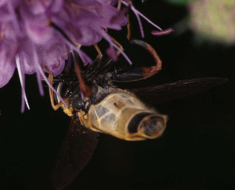 صورة Helophilus pendulus (Linnaeus 1758)