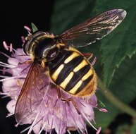 صورة Sericomyia silentis (Harris 1776)