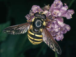 صورة Sericomyia silentis (Harris 1776)