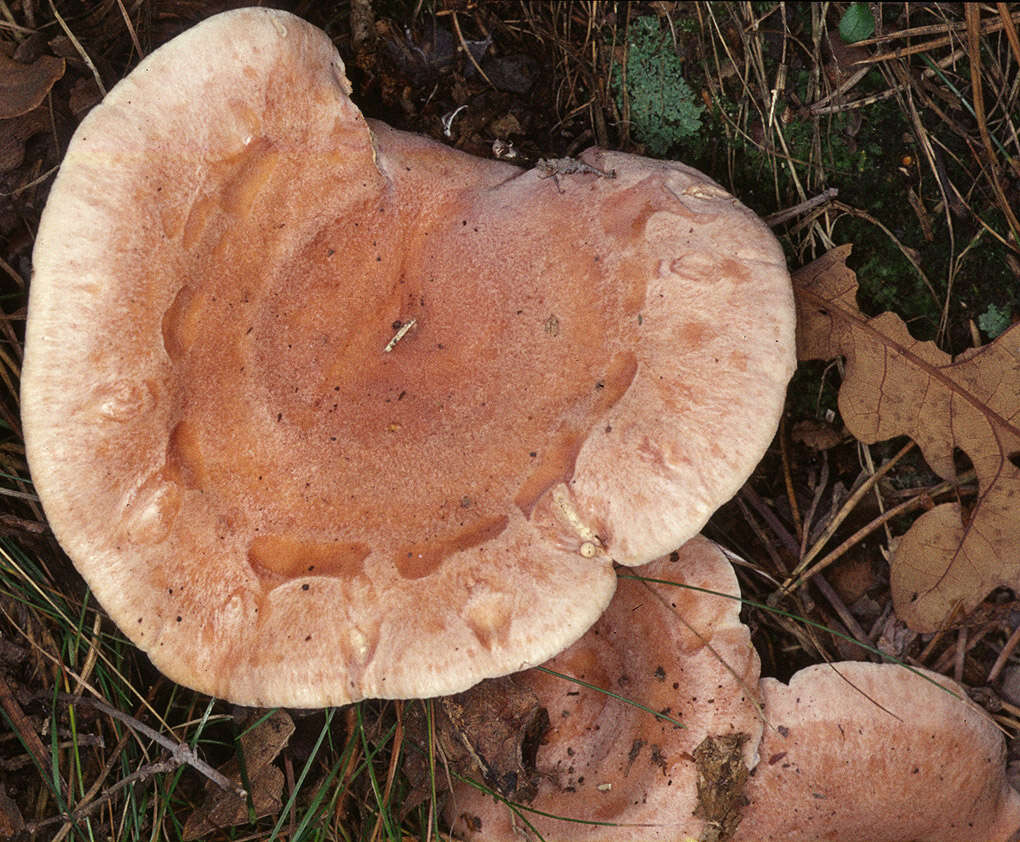 Image of Lactarius chrysorrheus Fr. 1838