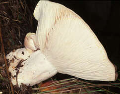 Image of Lactarius chrysorrheus Fr. 1838