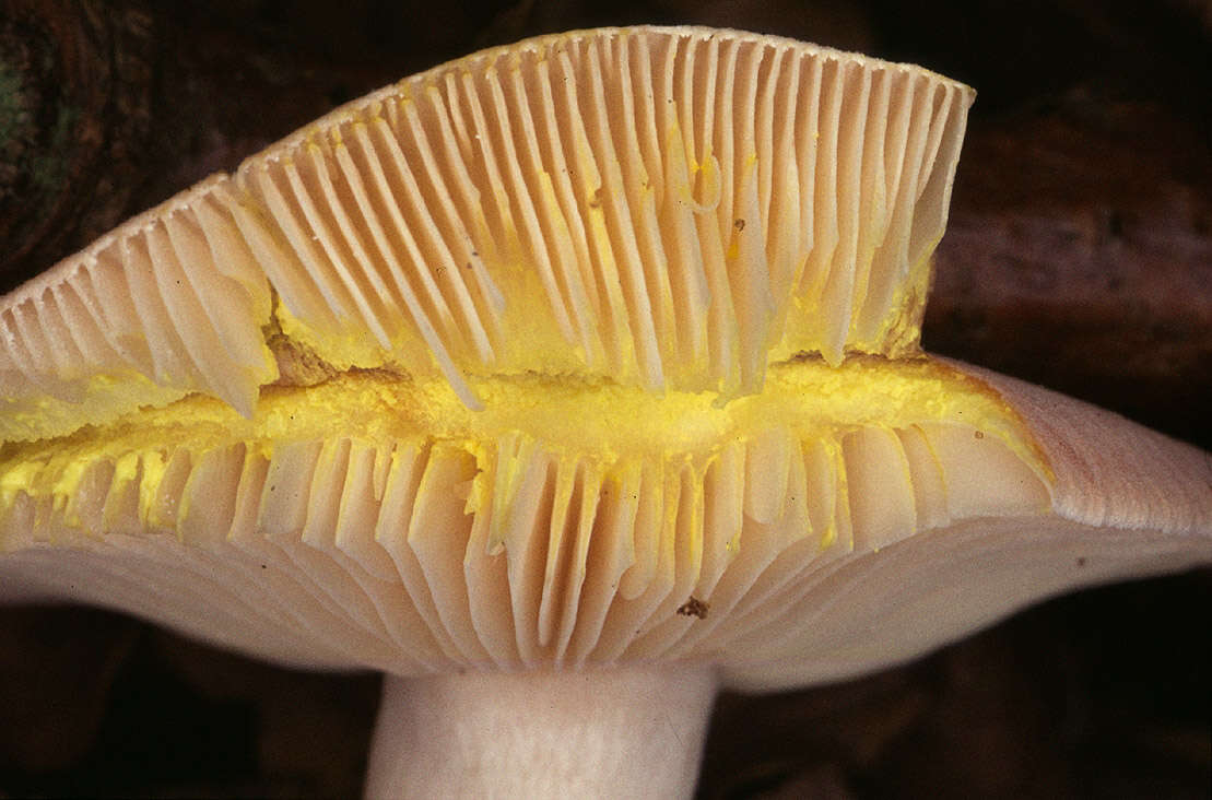 Image of Lactarius chrysorrheus Fr. 1838