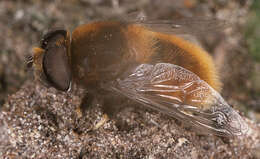 Image of Eristalis intricaria (Linnaeus 1758)