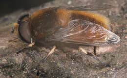 Image of Eristalis intricaria (Linnaeus 1758)