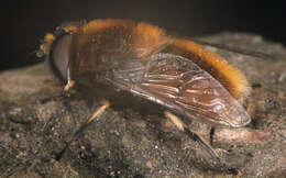 Image of Eristalis intricaria (Linnaeus 1758)