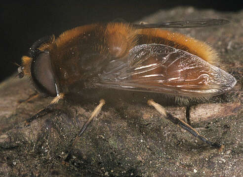 Image of Eristalis intricaria (Linnaeus 1758)