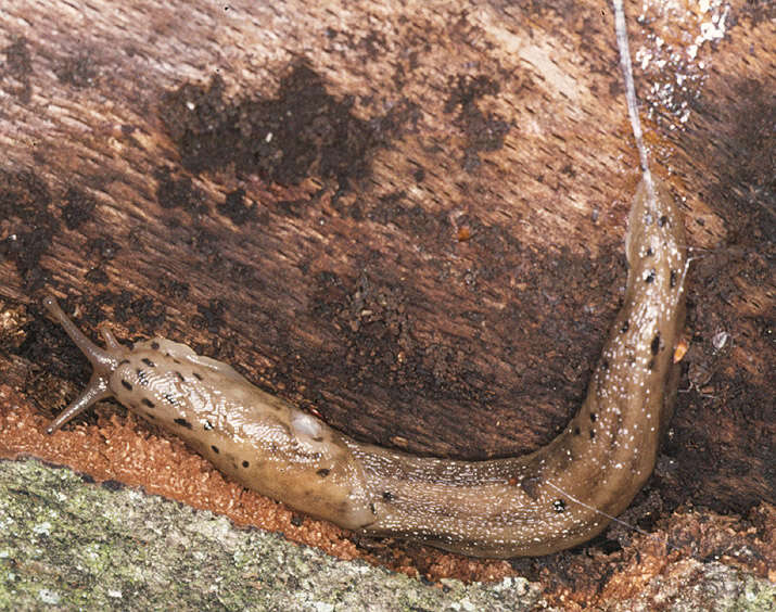 Image of garden slugs